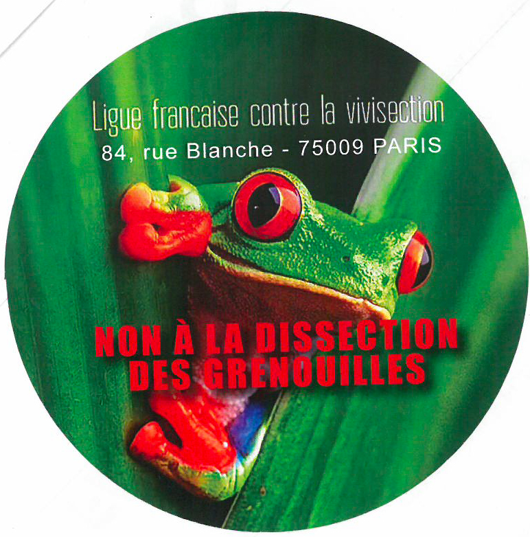 dissection-grenouilles