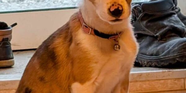 3416853176482701045-600×1105