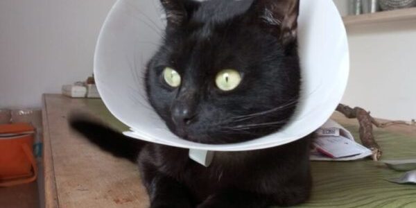 901375584401184812-1-600×600