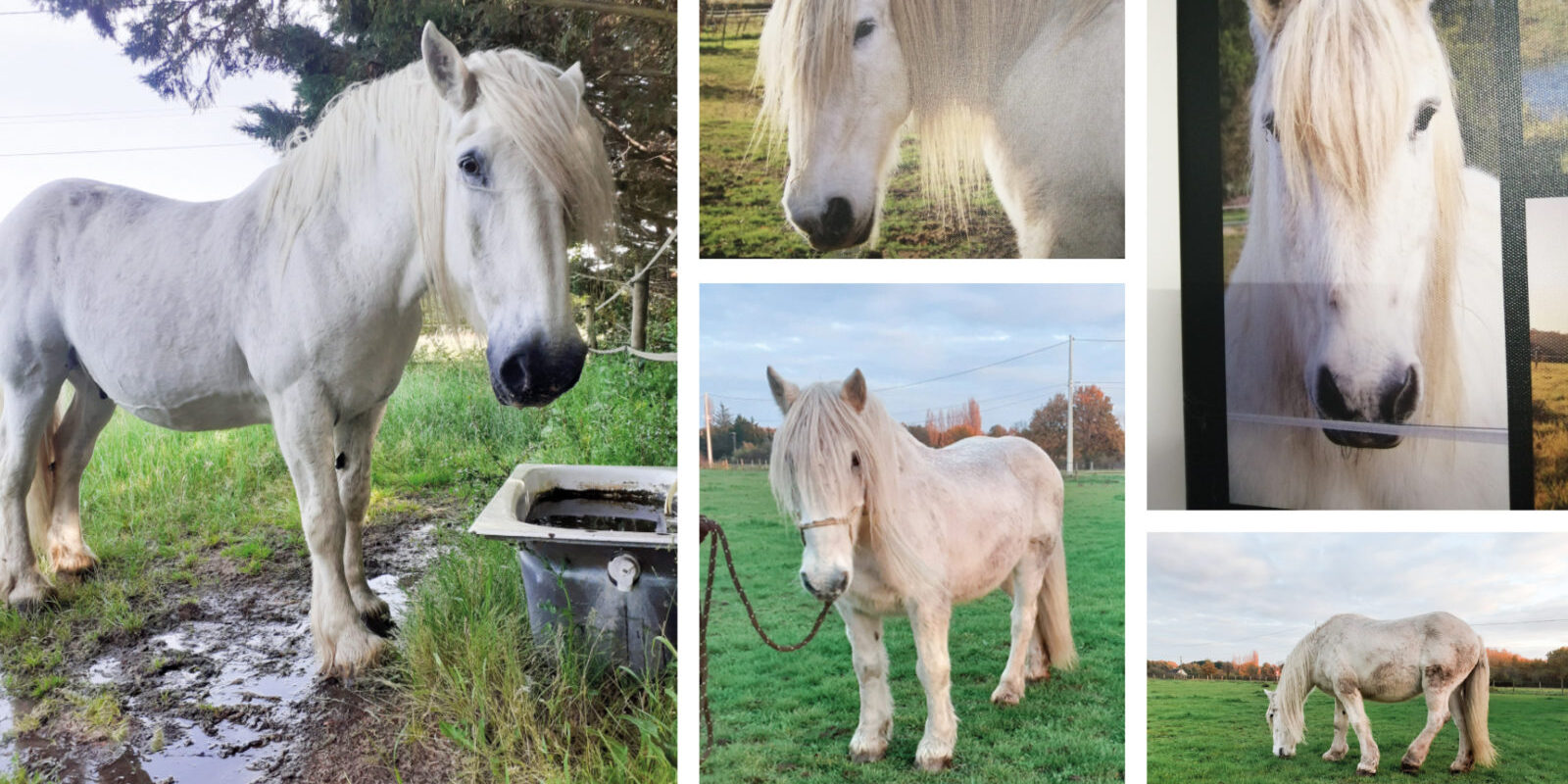 collage-cheval-prince-1600×919