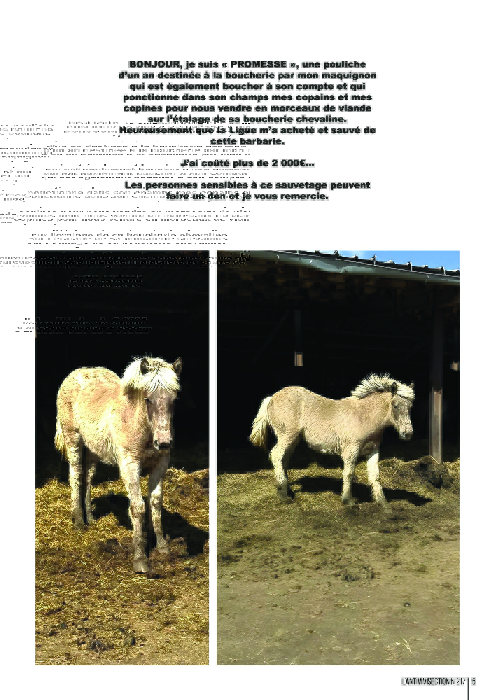 LFCV-217-POUR WEB_Page_3